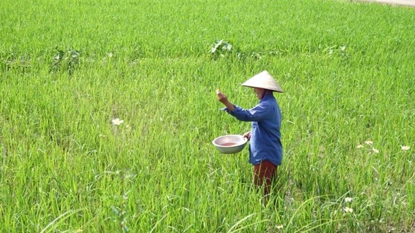 Cánh đồng được bón phân, trong đó có thể có Natri Photphat như một thành phần cung cấp photpho