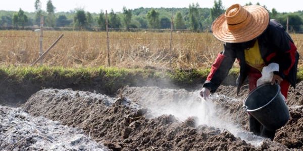 Vôi bột có hiệu quả khử chua cho đất