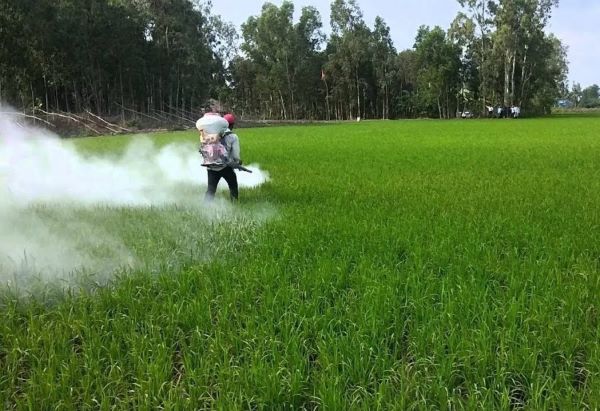 Giải pháp khử trùng, ngừa nấm bệnh cho cây bằng vôi bột
