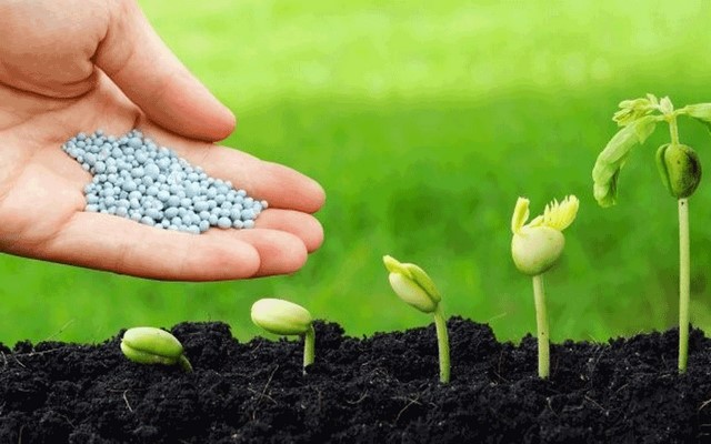 Bón Kali cho cây vào thời điểm nào để đạt hiệu quả cao?