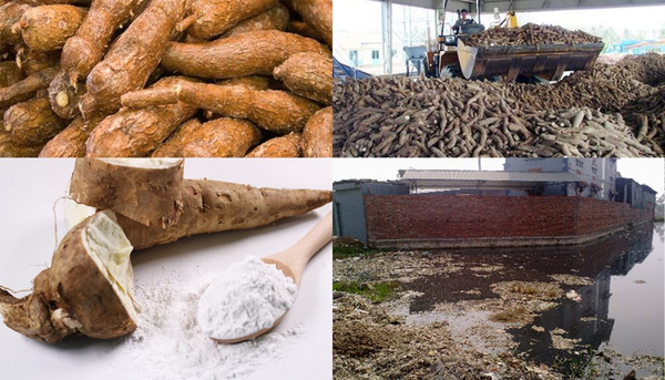Thu gom và xử lý sơ bộ nước thải tinh bột sắn